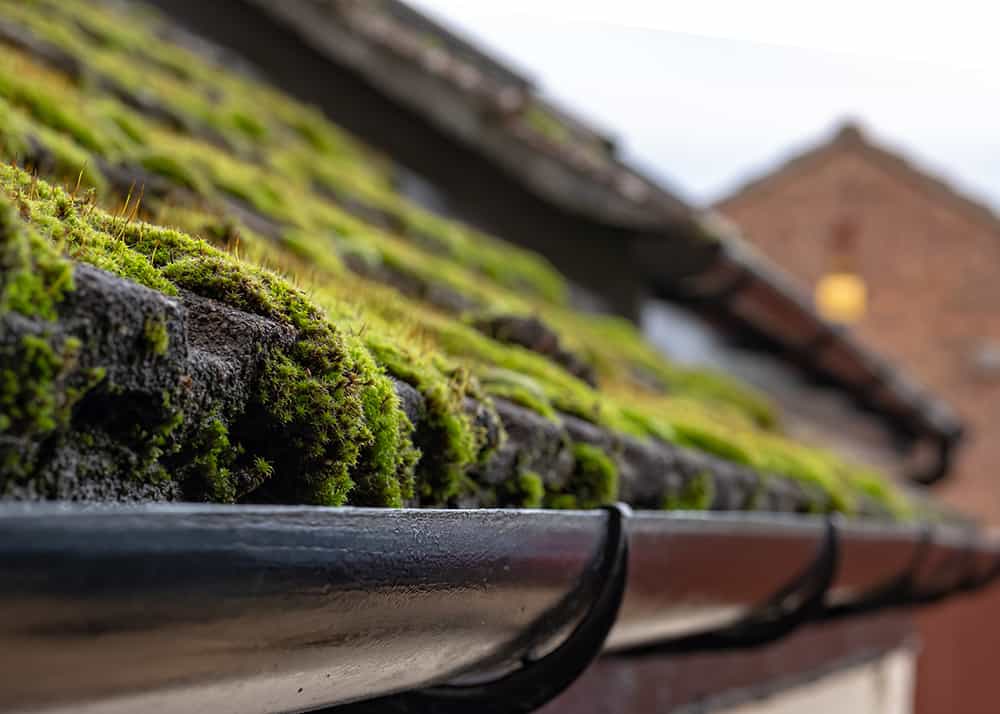 Roof moss