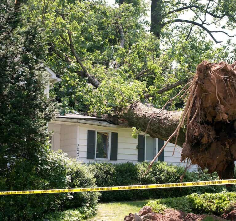 large tree fallen on roof of house