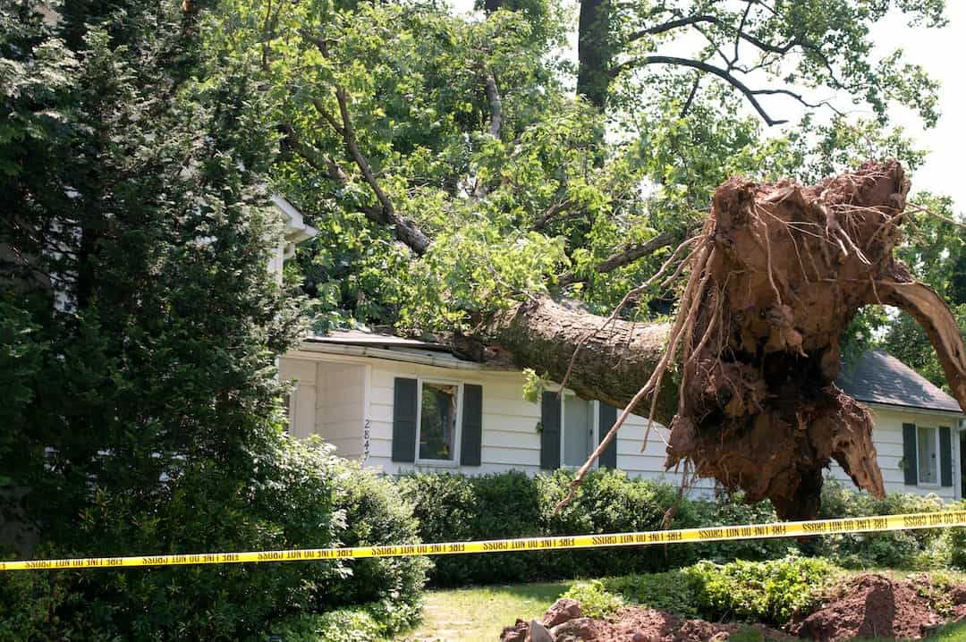 large tree fallen on roof of house
